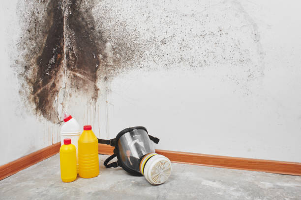 Best Industrial Mold Remediation in Hill N Dale, FL