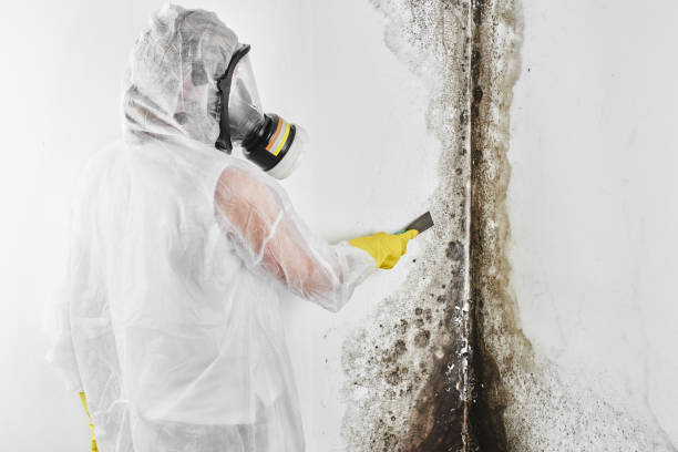 Best Residential Mold Remediation in Hill N Dale, FL