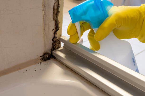Best DIY Mold Remediation Support Services in Hill N Dale, FL